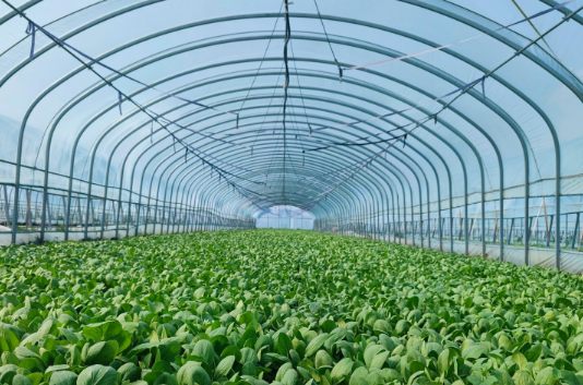 大棚種植弱電智能化提升了資源利用效率和勞動生產率